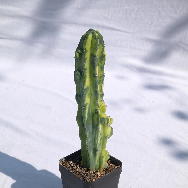 Myrtillocactus geometerizans variegated (Columnar )