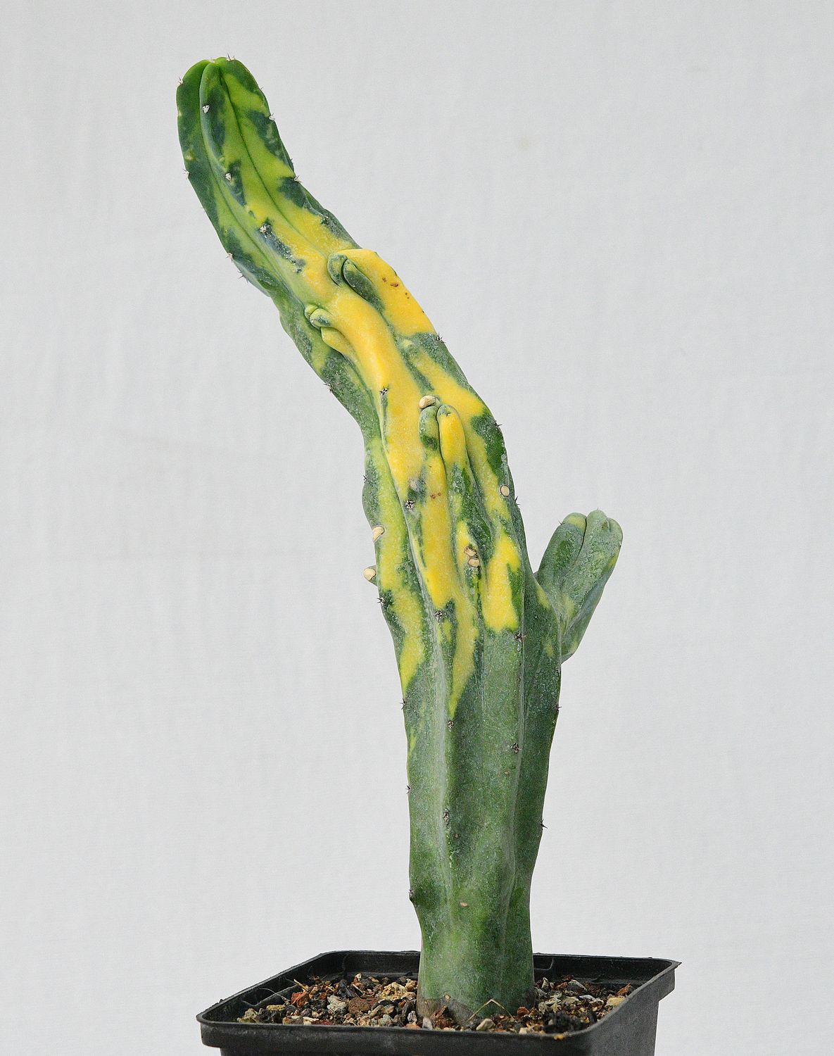 Myrtillocactus geometerizans variegated (Columnar )
