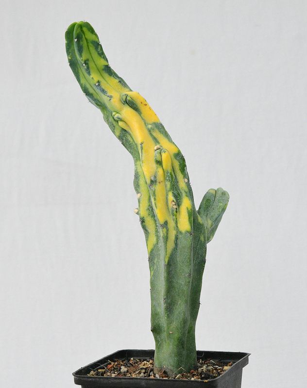 Myrtillocactus geometerizans variegated (Columnar )