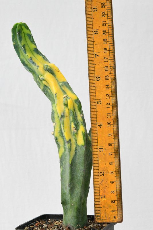 Myrtillocactus geometerizans variegated (Columnar ) with ruler for size reference