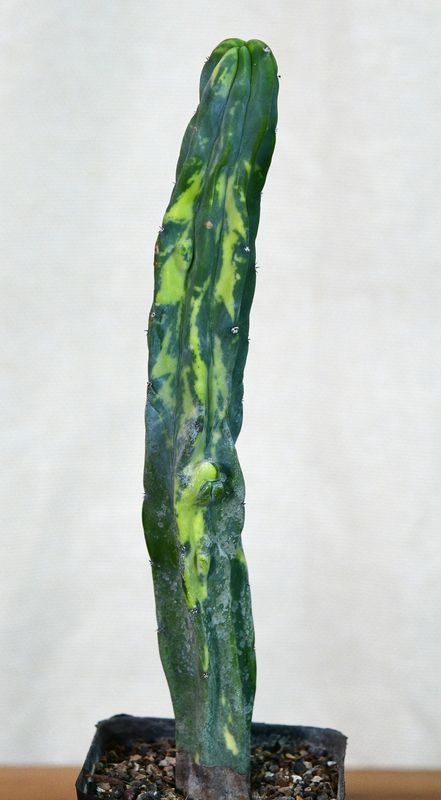 Myrtillocactus geometerizans variegated (Columnar ) Myrtillocactus geometerizans variegated (Columnar )