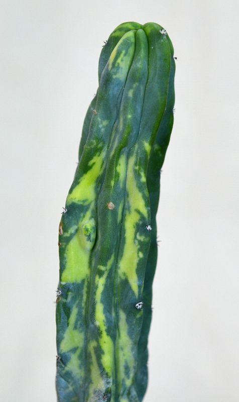 Myrtillocactus geometerizans variegated (Columnar )