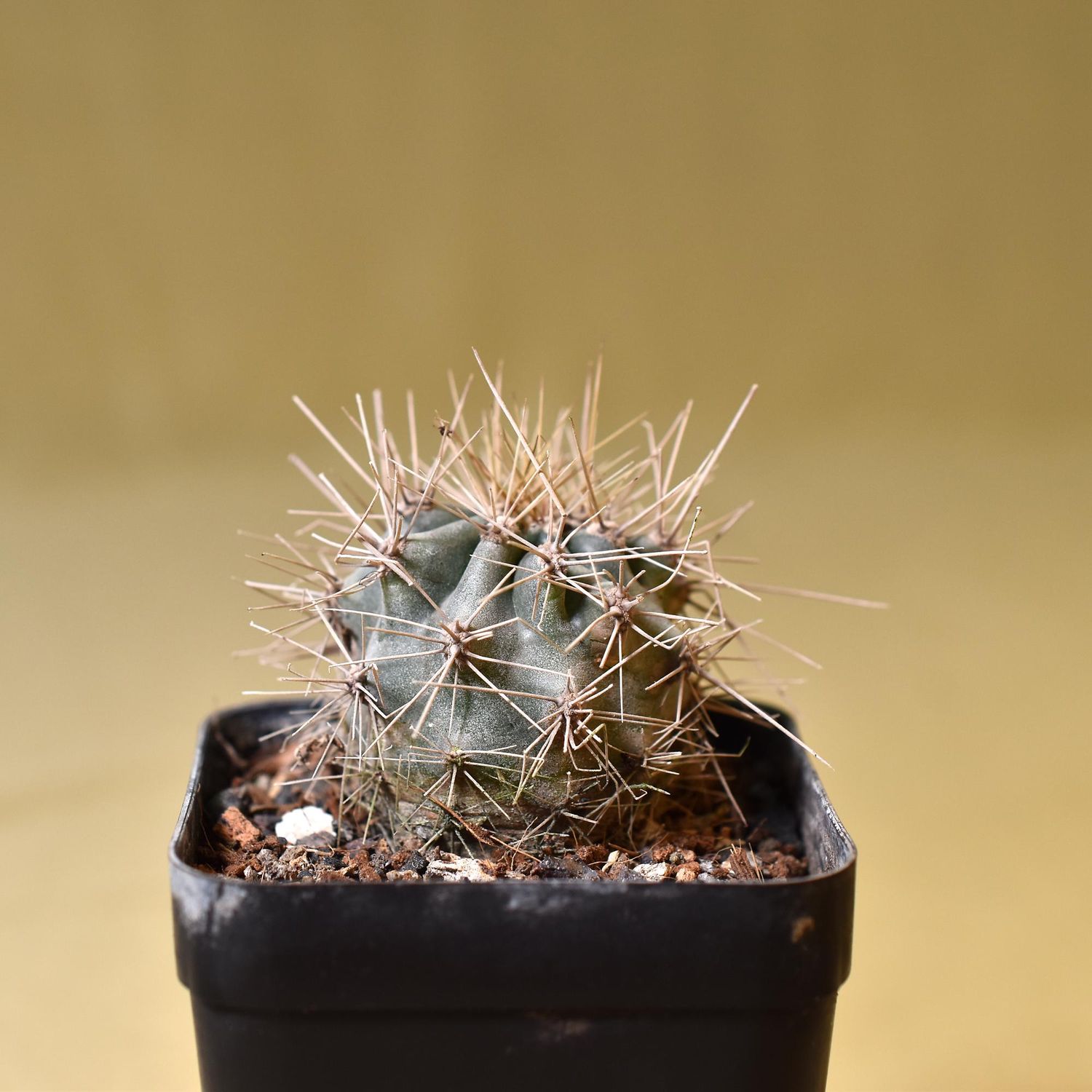 Carnegiea gigantea Giant Saguaro