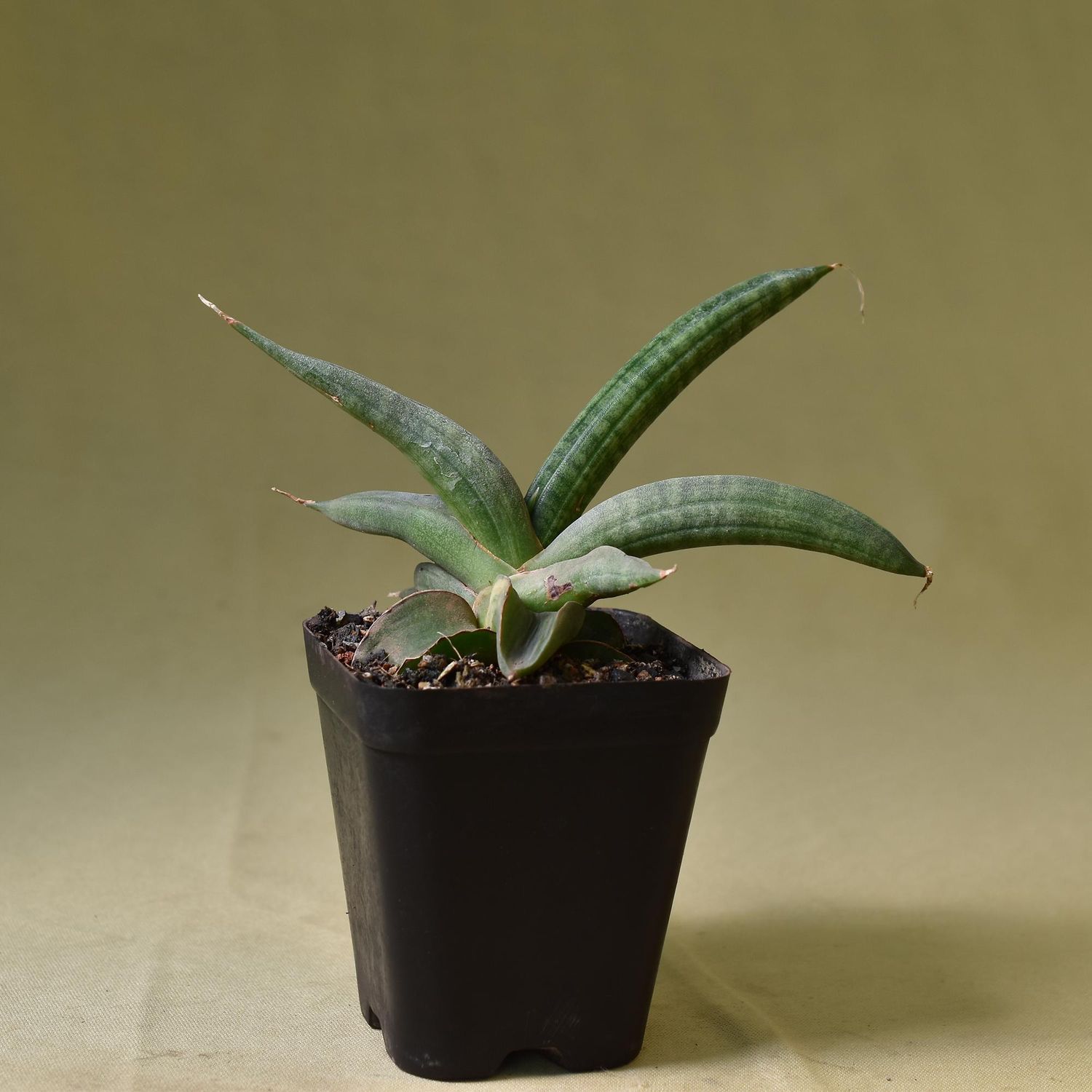 Sansevieria patens variegated