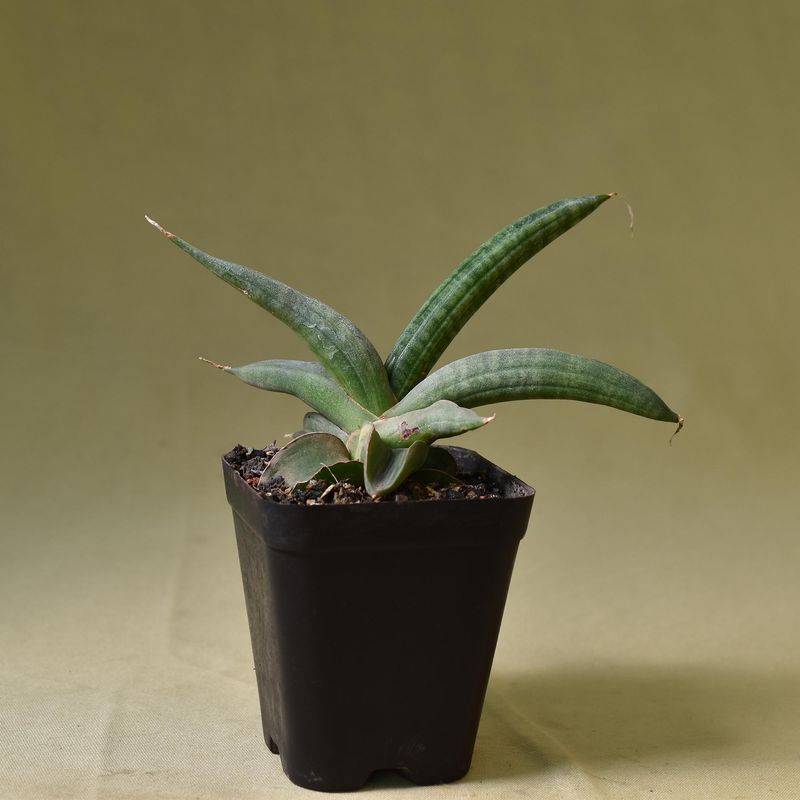 Sansevieria patens variegated