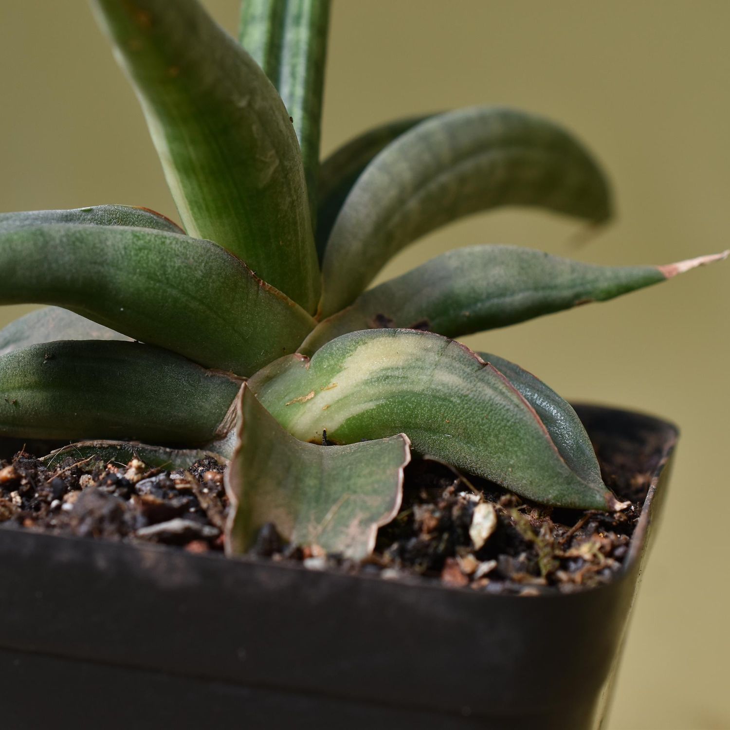 Sansevieria patens variegated