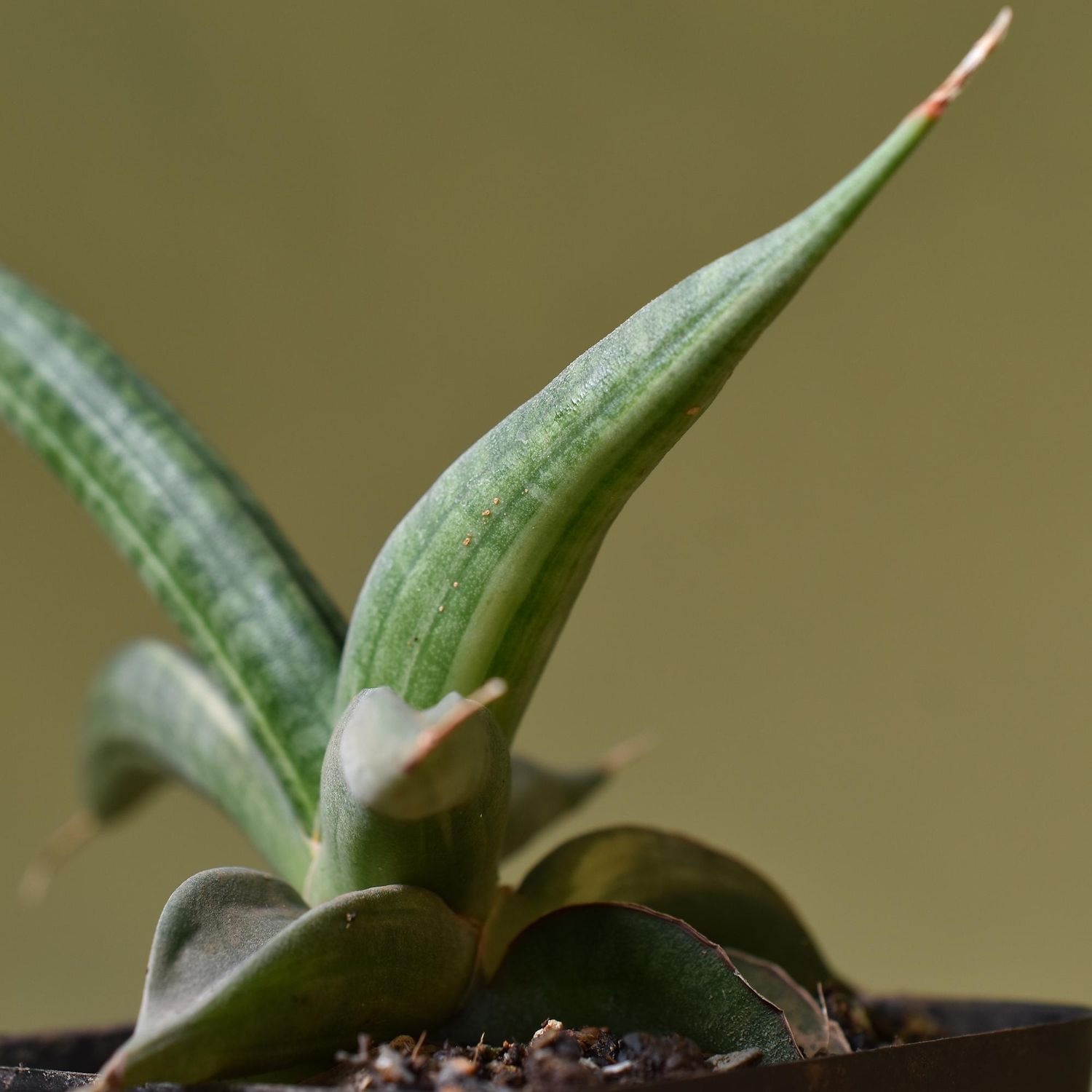 Sansevieria patens variegated