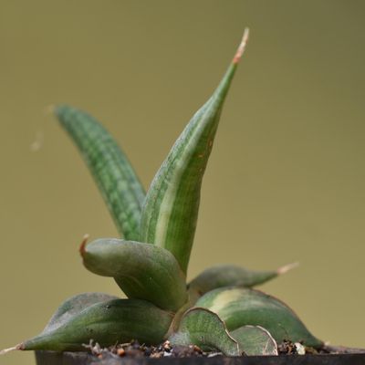 Sansevieria patens variegated