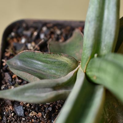 Sansevieria patens variegated