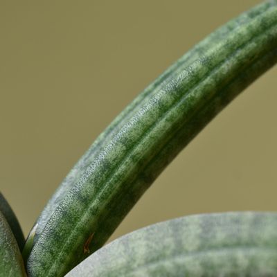 Sansevieria patens variegated