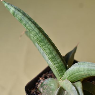 Sansevieria patens variegated