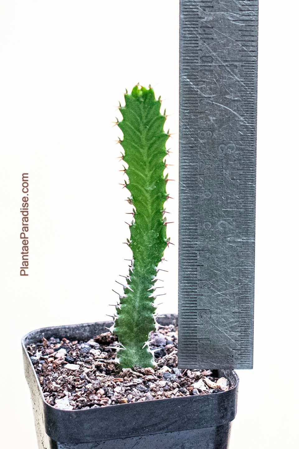 Euphorbia stellata with ruler for size reference