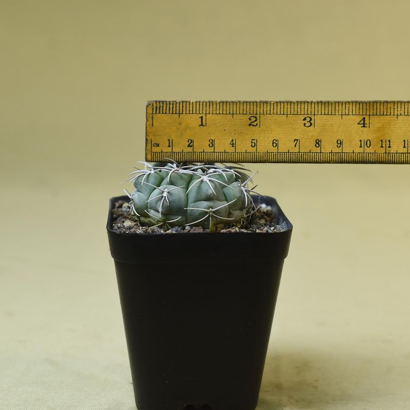 Gymnocalycium mostii