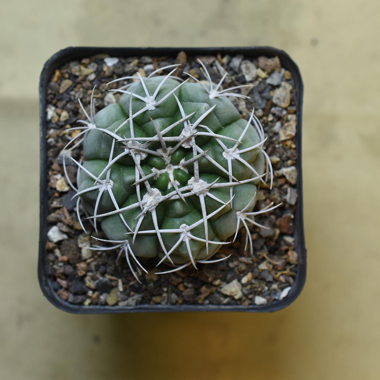 Gymnocalycium mostii