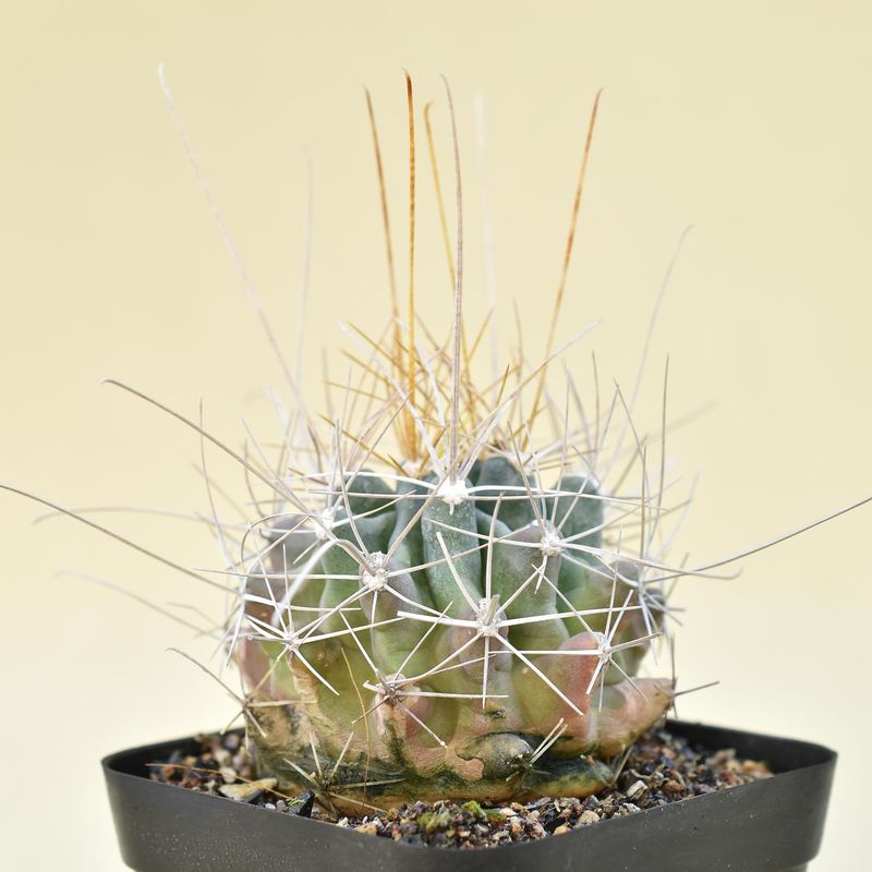 Hamatocactus sinuatus v.papyracanthus yellow spines