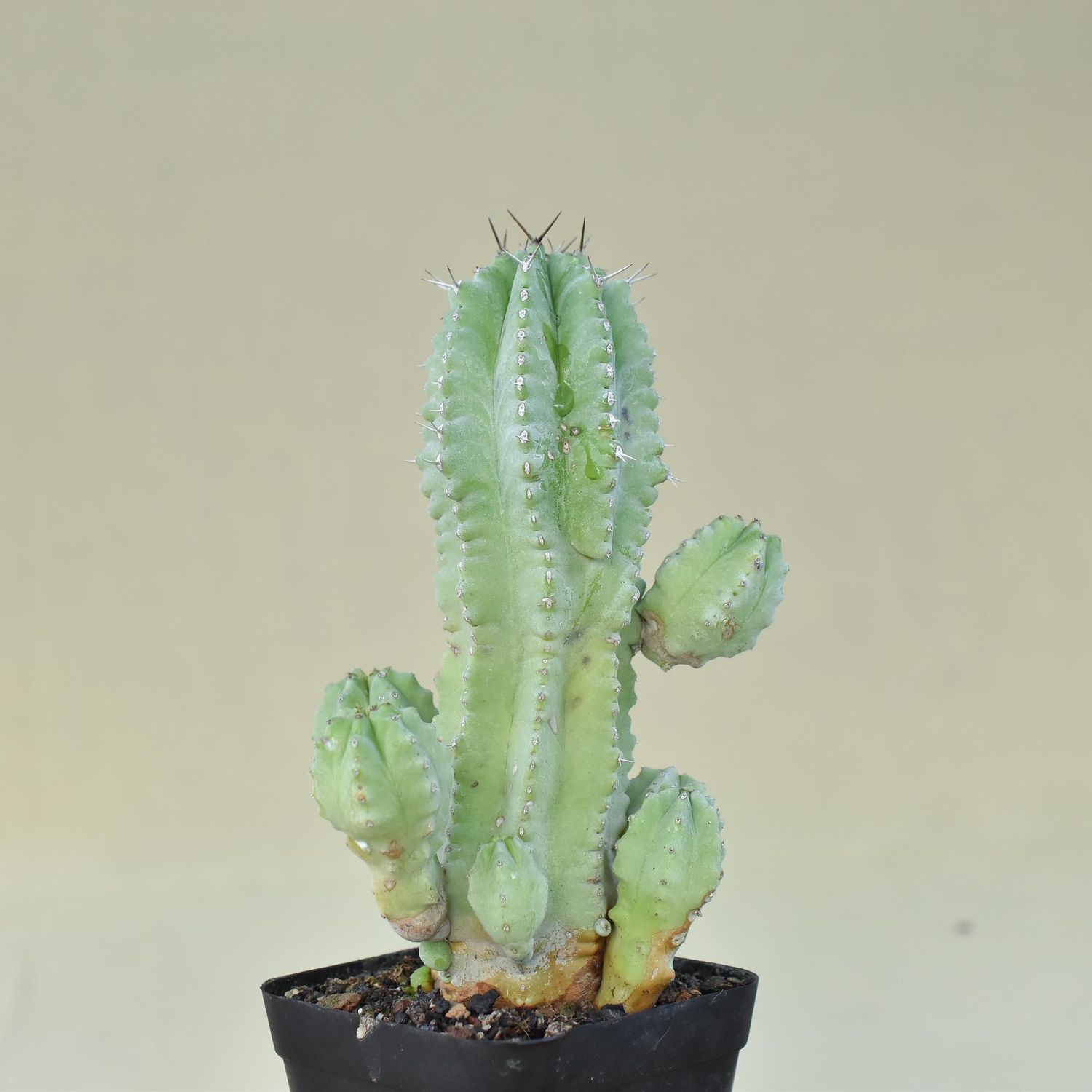 Euphorbia anoplia