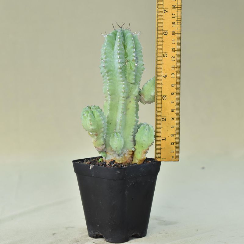 Euphorbia anoplia