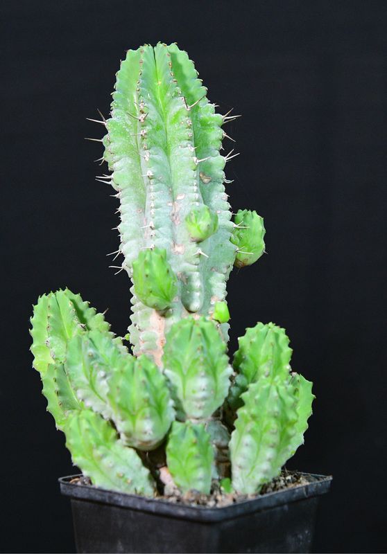 Euphorbia anoplia front view