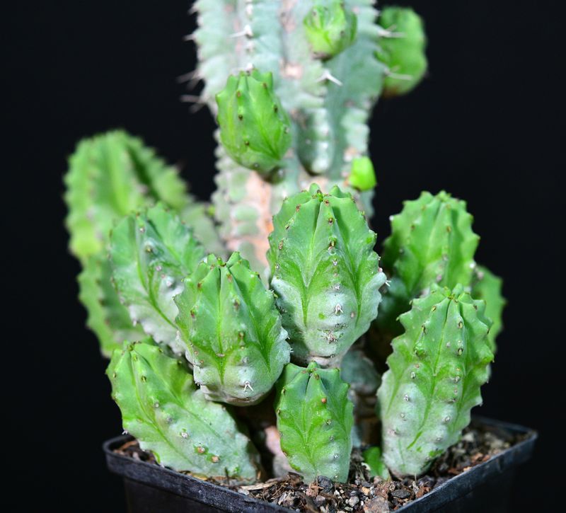 Euphorbia anoplia close-up detail