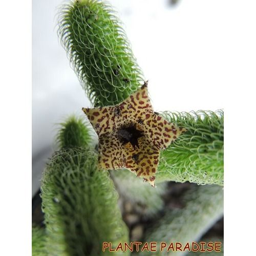 Stapelianthus pilosus