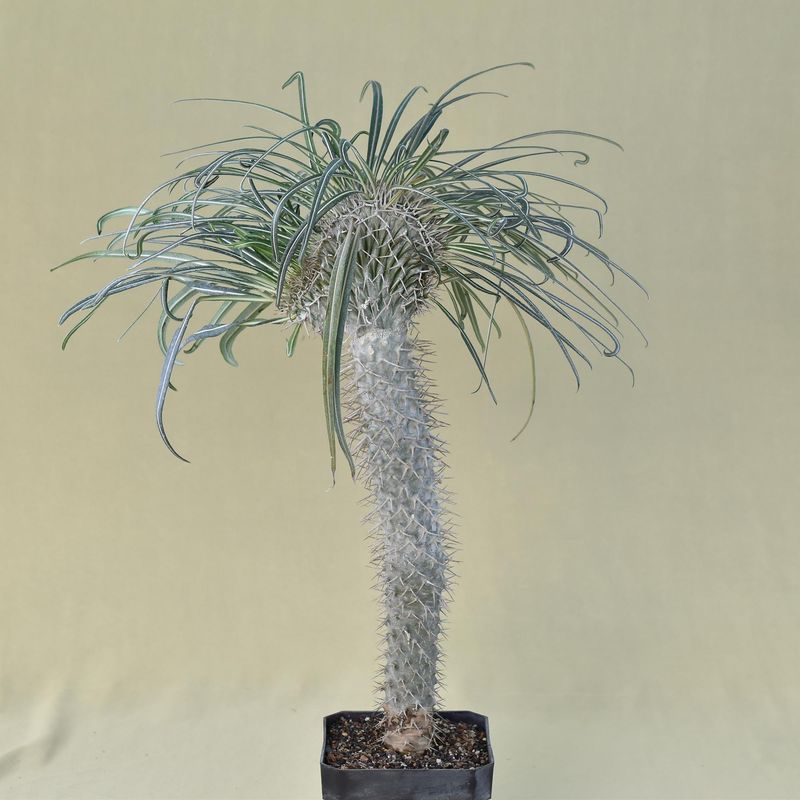 Pachypodium geayii crest