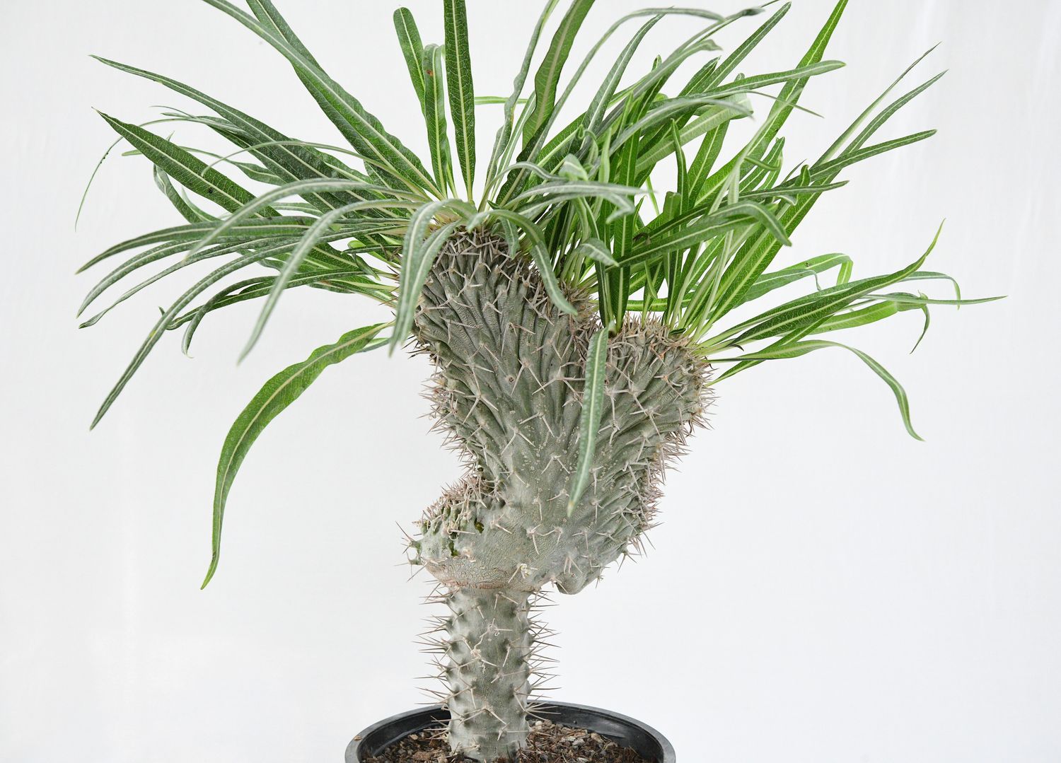 Pachypodium geayii crest Pachypodium geayii crest
