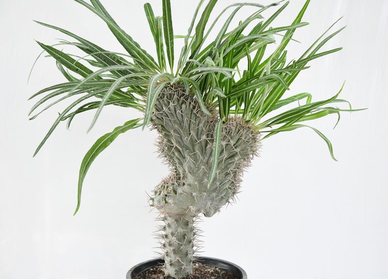 Pachypodium geayii crest Pachypodium geayii crest front view