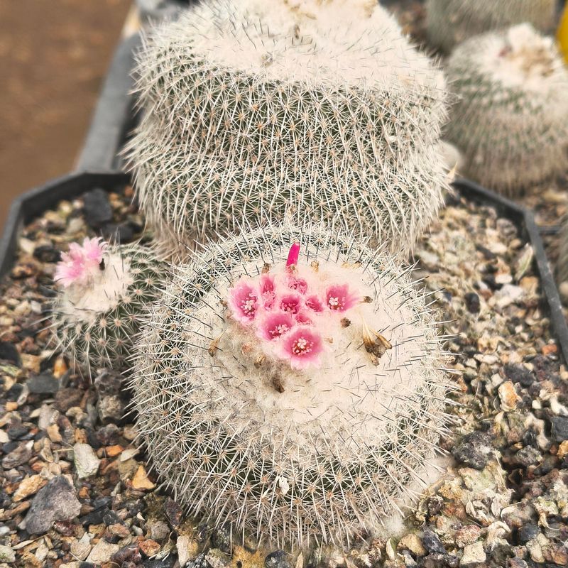 Epithelantha Micromeris Subs. Unguispina