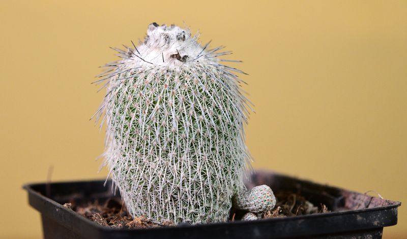 Epithelantha micromeris Subs. Unguispina