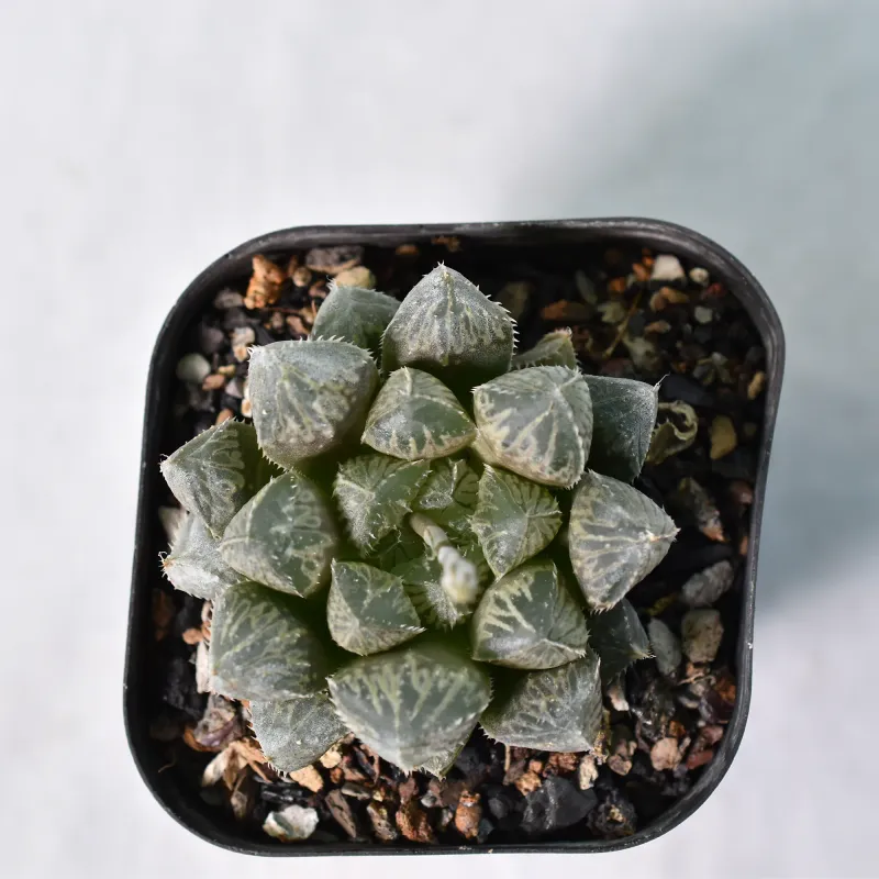 Haworthia hybrid Loulan
