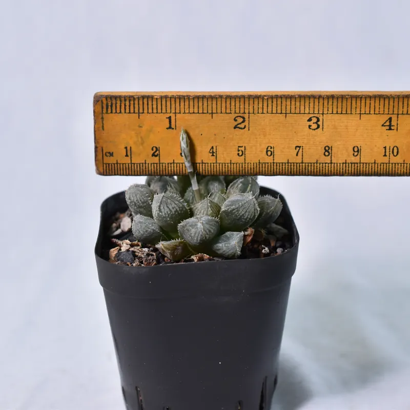 Haworthia hybrid Loulan