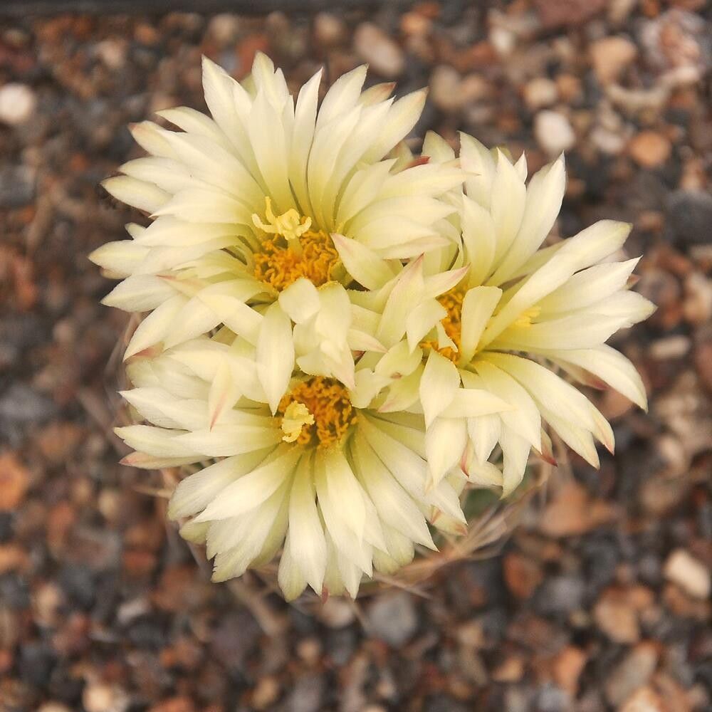 Coryphantha Radians