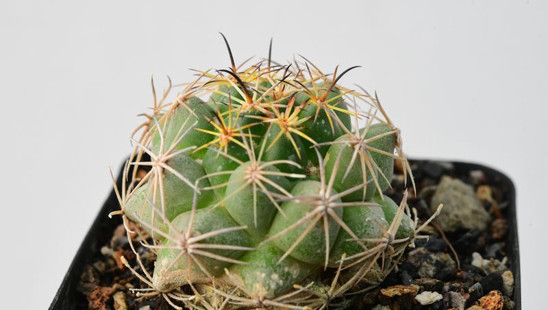 Coryphantha radians