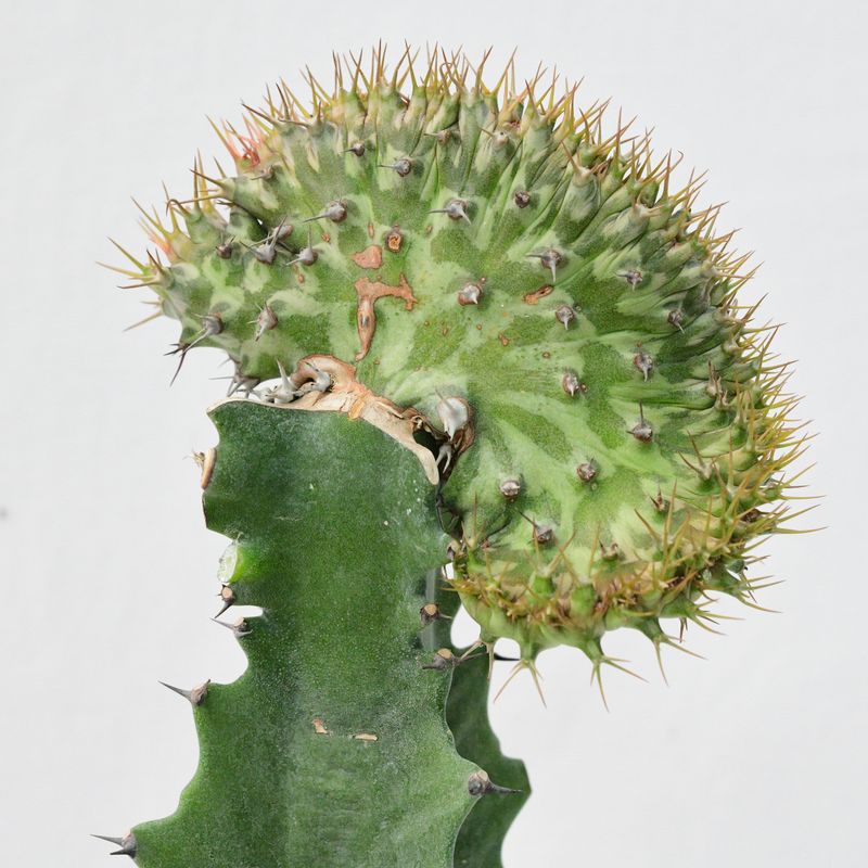 Euphorbia horwoodii crest