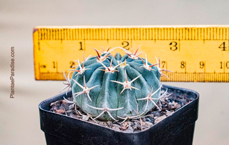 Echinocactus texansis