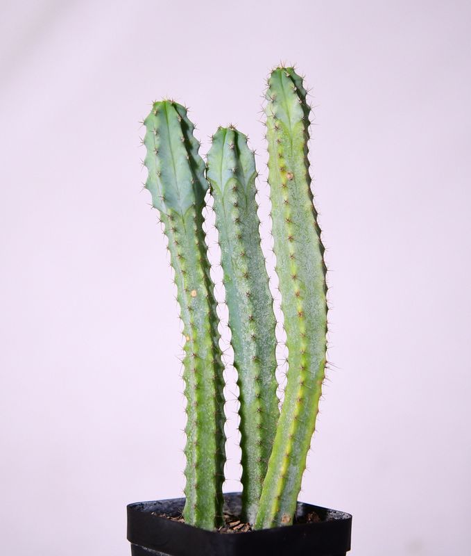 Myrtillocactus geometerizans elite front view, different angle