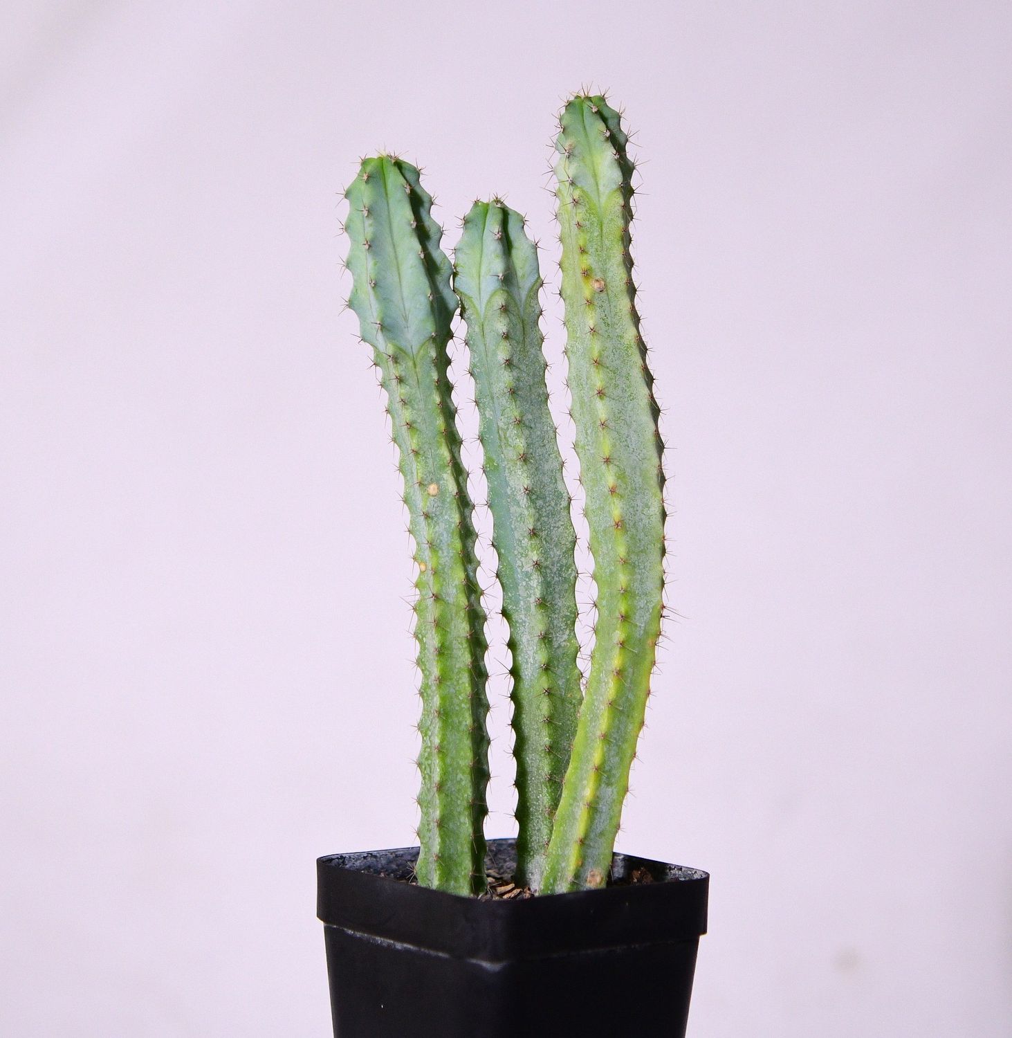 Myrtillocactus geometerizans elite front view