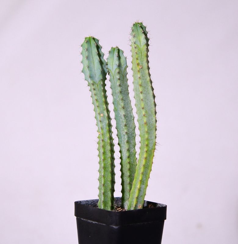 Myrtillocactus geometerizans elite front view