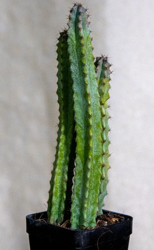 Myrtillocactus geometerizans elite Myrtillocactus geometerizans elite in pot, full plant view