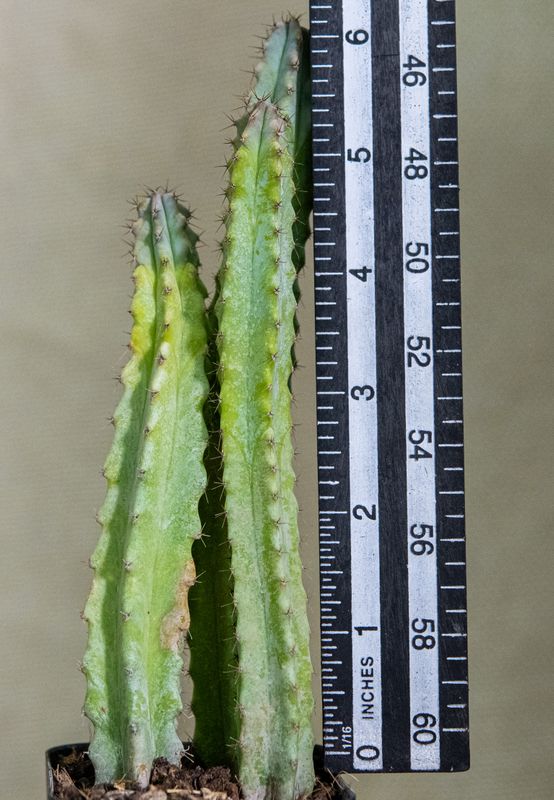 Myrtillocactus geometerizans elite with ruler for size reference