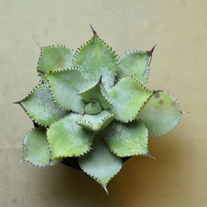 Agave flexispina X A. parryi truncata