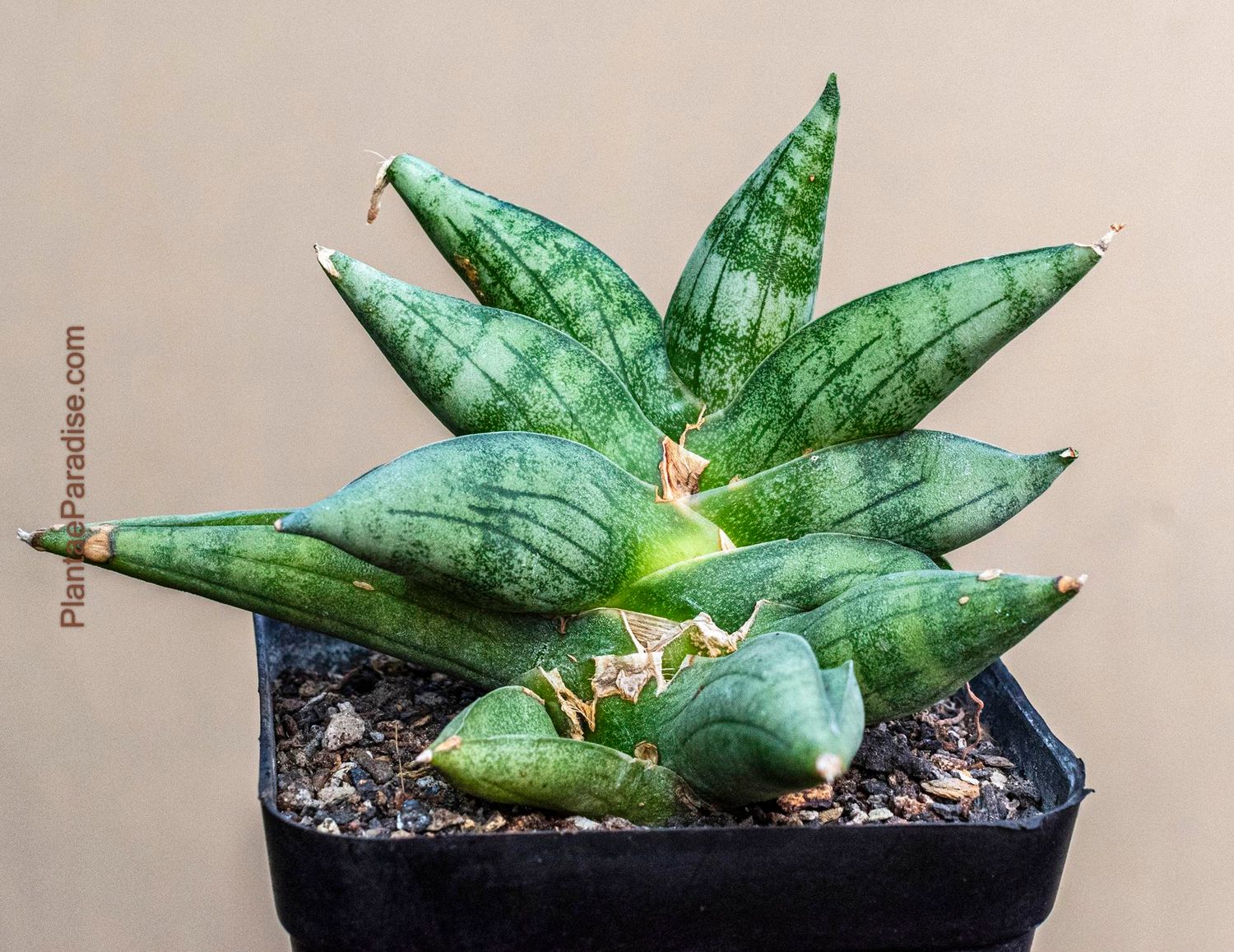 Sanseviera hybrid CH15064 Sanseviera hybrid CH15064 potted plant with yellow flowers