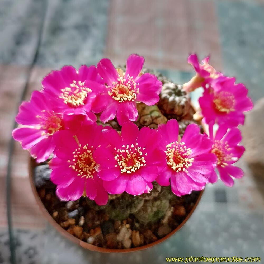 Sulcorebutia Rauschii cv Green Apple