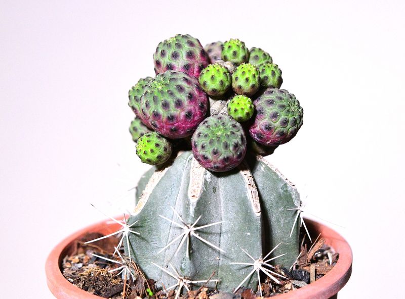 Sulcorebutia rauschii cv Green Apple close-up crest crown