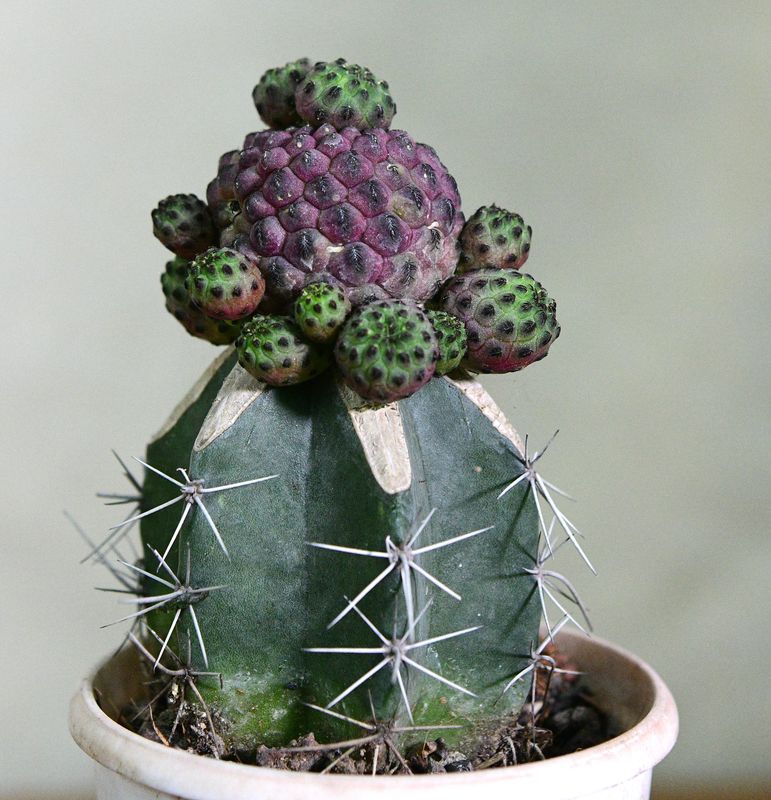 Sulcorebutia rauschii cv Green Apple with developing purple fruit buds