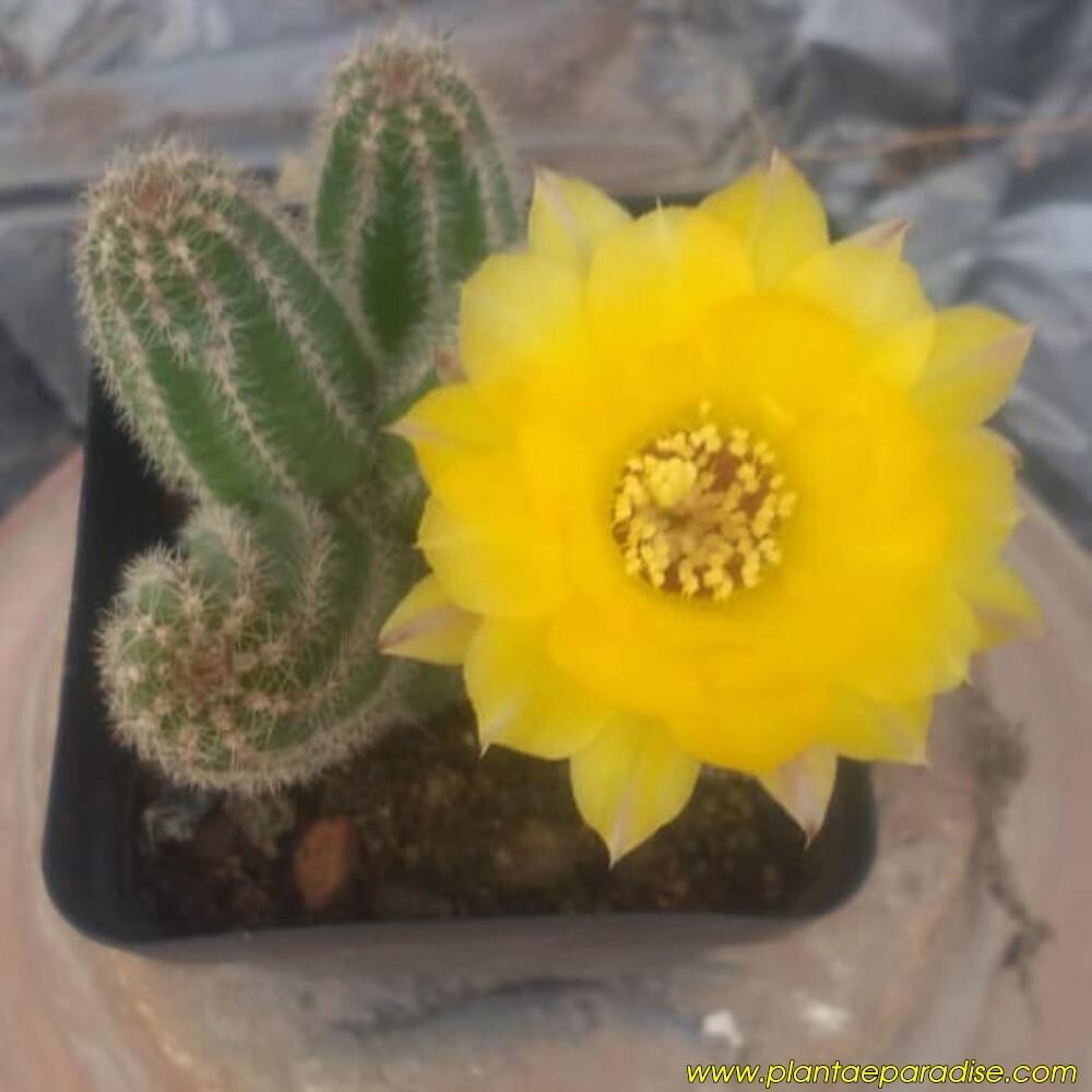 Chaemolobivia "Canary" (Peanut Cactus)-Flower