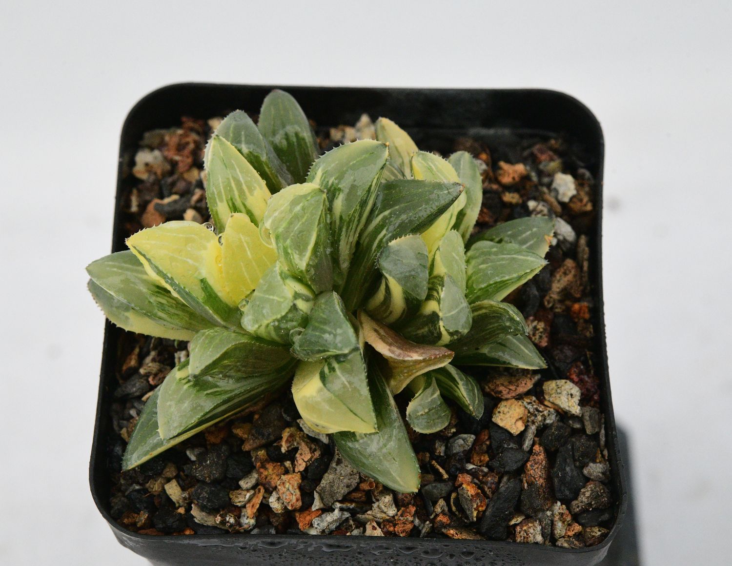 Haworthia retusa Variegated Haworthia retusa Variegated