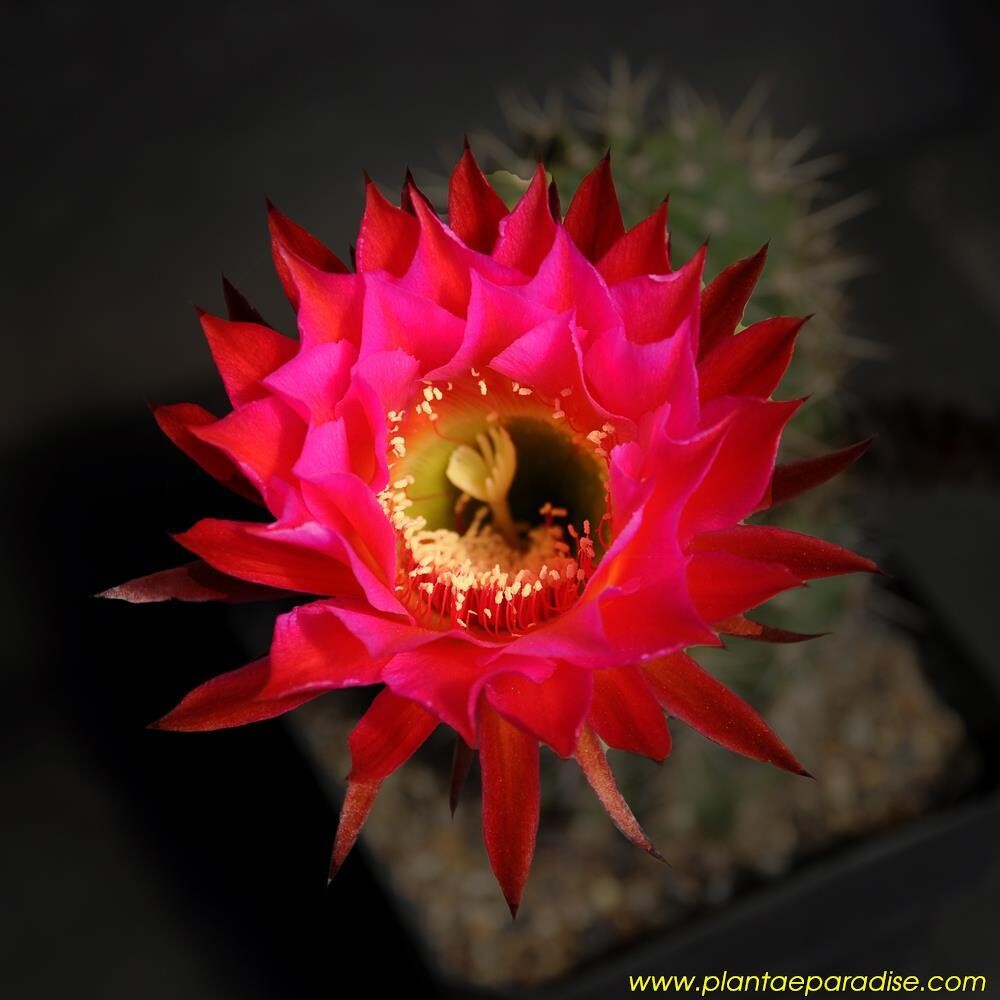 Echinopsis hybrid
