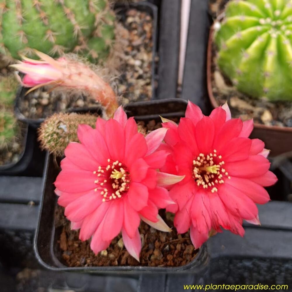 Chamaelobivia Scarlet Red (Peanut Cactus)