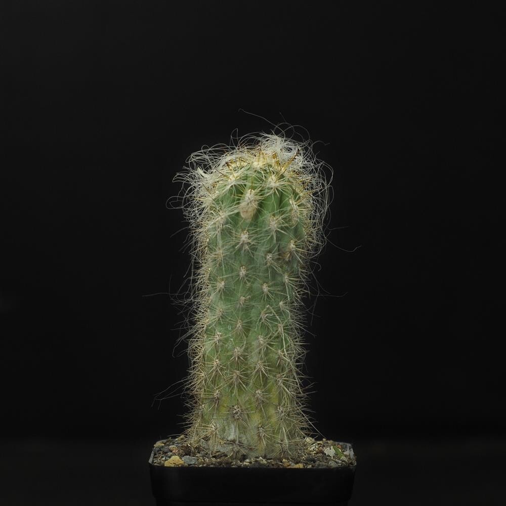 Oreocereus Celsianus